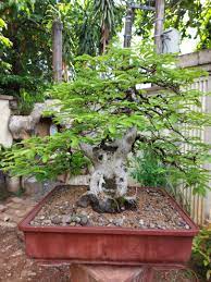 Tamarind Bonsai Furniture Home Living Gardening Plants Seeds On Carousell