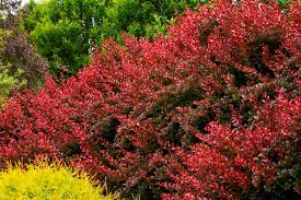 Cherry Bomb Japanese Barberry Japanese Barberry Plants Barberry Bush