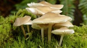 Fungi 3 or funguses 4 ) is any member of the group of eukaryotic organisms that includes microorganisms such as yeasts and molds, as well as the more familiar mushrooms. Fungi Naturescot