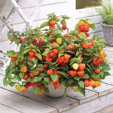 Plants P Physalis Page 8 Chinese Lanterns Plant Plants Perennial Plants