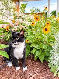 All cat parents should know the most common plants that are poisonous to cats. What Plants To Avoid With Your Cat The Hiking Cat