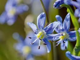 Image result for Scilla