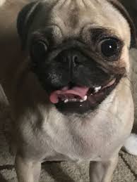 Happy Pug Happy Pug Pugs All Dogs