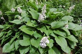 Quelles Especes De Plantes D Ombre Cultiver Dans Nos Jardins Pflanzen Funkien Garten