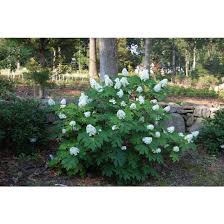Image result for Hydrangea quercifolia