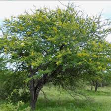 Image result for Acacia karroo