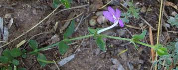 Image result for Dyschoriste transvaalensis