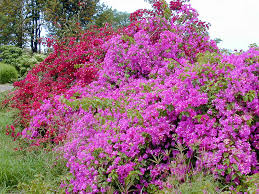 Image result for Bougainvillea sp. cultivar