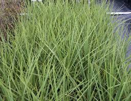 Maybe you would like to learn more about one of these? Cordyline Australis Cabbage Tree Awa Nursery