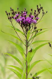 Image result for Vernonia brachycalyx