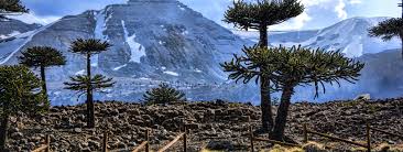 Image result for Araucariaceae