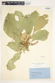 Image result for Glenniea