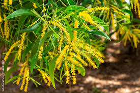 Image result for Acacia auriculiformis