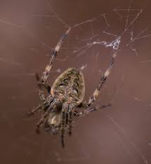 Image result for Neoschumannia