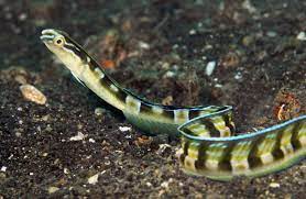043 Adj Dsc5355 Cute Little Snake Blenny Marine Fish Snake Fish List
