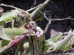 We did not find results for: Purple Corn Seedlings