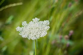 Image result for Pimpinella afra