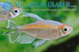 Während der gelbe kongosalmler (alestopetersius caudalis) und goldener kongosalmler eher selten in den ein aquarium, das mit dem blauen kongosalmler besetzt werden soll, sollte für die agilen. Kongosalmler Aquarium Glaser Gmbh
