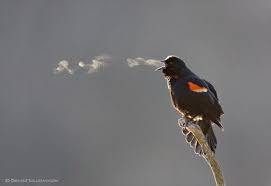 Birds That Sing In The Morning Australia Music Made Visible A Clear Sunny Morning Below Freezing Temperatures A Singing Bird The Black National Wildlife Federation Salt Water Fishing Black Bird