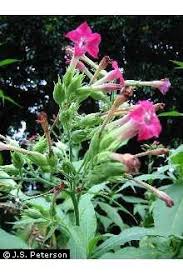 Image result for Nicotiana tabacum