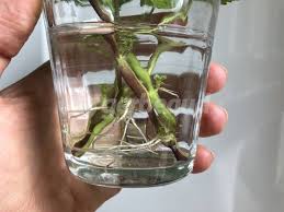 Les tutos de détente jardin pour vous aider à bouturer les sauges facilement au printemps. Boutures Dans L Eau