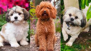 We would like to show you a description here but the site won't allow us. Teddy Bear Dog Breeds Shichon Cavapoo And More Woman S World