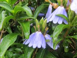 Image result for Xerophyta kirkii