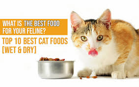 10 Best Cat Foods In 2019 Guide Reviews Of Top Dry Wet
