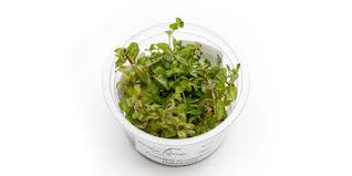 Image result for Ludwigia senegalensis