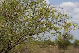 Image result for Acacia exuvialis