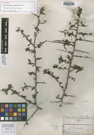 Image result for Limeum viscosum