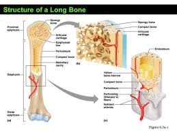 Label c lengthwise long bone growth during infancy and youth is exclusively through. Skeletal System Ppt Video Online Download