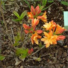 Rhododendron Csardas Azalia Garden Plants Rhododendron Plants