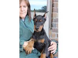 Teacup puppies for sale in miami fl, sarasota, tampa, fort myers, st petersburg, orlando florida. Friendly Doberman Pinscher Doberman Doberman Pinscher Doberman Doberman Pinscher Puppy