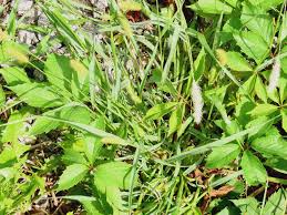 Image result for Setaria longiseta