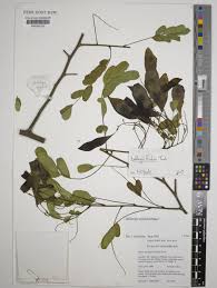 Image result for Dalbergia nitidula