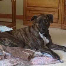 Pitbull Boxer Mix Black And Brown Pitbull Boxer Lab Mix Pitbull Boxer Cuddly Animals Boxer Lab Mixes