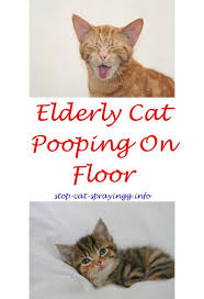 2 Sheet Plywood Boat Plans Male Cat Spraying Cat Peeing In House Cat Urine Smells