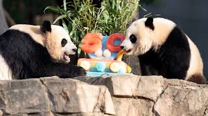 National Zoo's giant pandas heading to China | wusa9.com
