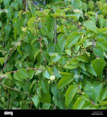 Image result for Tarchonanthus trilobus