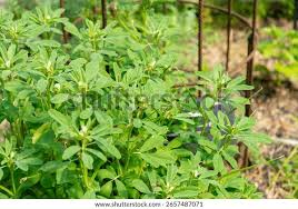 Image result for Trigonella anguina