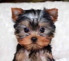 Enter your email address to receive alerts when we have new listings available for yorkie puppies for free uk. 8 Teacup Yorkie Ideas Teacup Yorkie Yorkie Teacup Yorkie Puppy