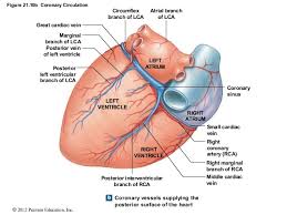 Posterior view of heart diagram. Ch 21 Lecture Presentation