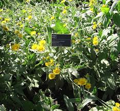 Image result for Inula mannii
