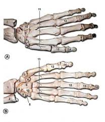 Image result for Normal Anatomic Position of the Hand and Wrist