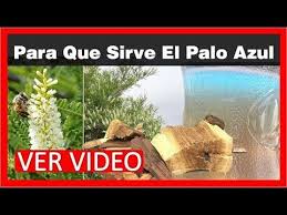 Para Que Sirve El Palo Azul Beneficios Del Palo Azul Para Que Es Bueno El Palo Azul Taray Matorro Yout Palo Azul Beneficios Del Palo Azul Dolor De Ciatica