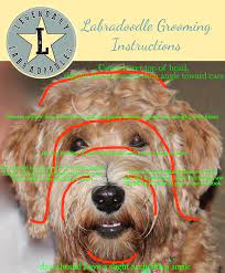When the doodle coat has been thoroughly brushed it 'poofs' up and looks very fluffy, a light spraying with water or. Labradoodle Grooming Instructions By Way Of Legendary Labradoodles Thanks For Sharing Alaina Doggroomin Labradoodle Grooming Labradoodle Dog Grooming Styles