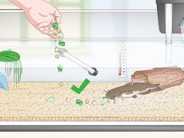 3 Formas De Ter Um Ameiurus Em Seu Aquario Wikihow