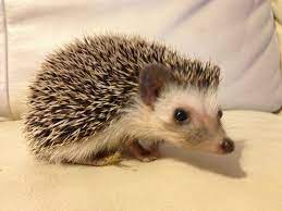African Pygmy Hedgehog Female African Pygmy Hedgehog For Sale Milton Keynes Hedgehog Pet Cute Animals Cute Hedgehog