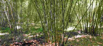 Image result for Oreobambos buchwaldii